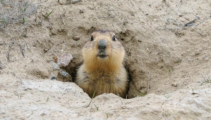 Groundhog Day: When Internal Comms Decisions Fall into the Paws of a Furry Forecasting Friend